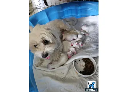 a coton de tulear dog with a group of baby coton de tulear puppies in a tub