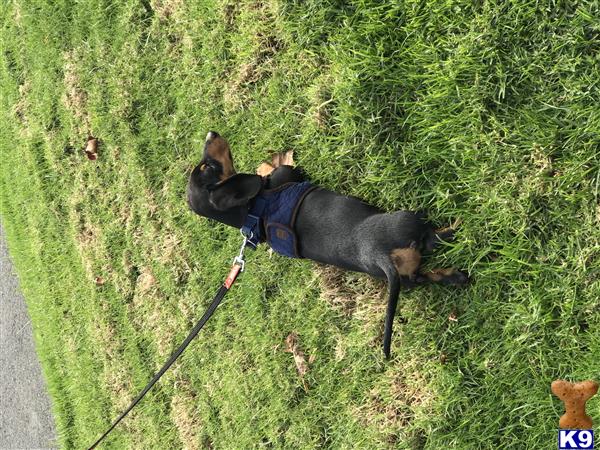 a dachshund dog on a leash in the grass