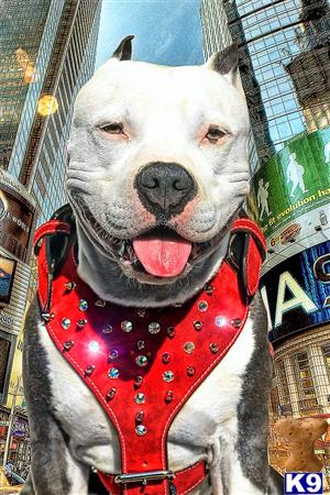 a american pit bull dog wearing a scarf