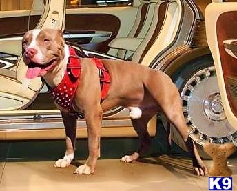 a american pit bull dog wearing a vest and standing in front of a car