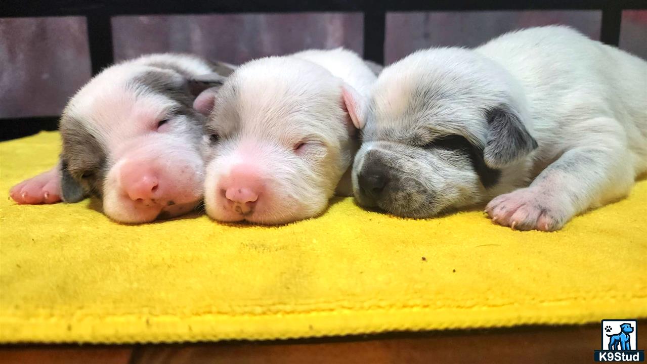 a group of american pit bull puppies sleeping on a yellow blanket