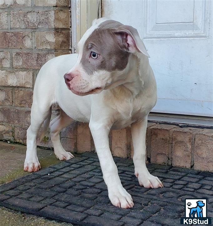 a american pit bull dog standing outside