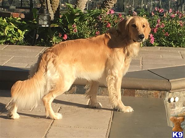 a golden retriever dog standing on a sidewalk