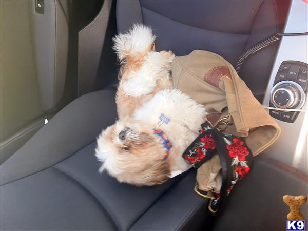 a shih tzu dog sitting in a car