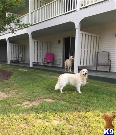 a couple of golden retriever dogs in front of a house