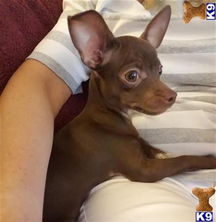 a chihuahua dog lying on a bed