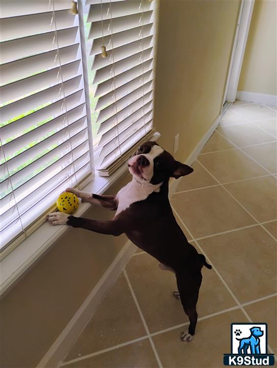 a boston terrier dog wearing a garment