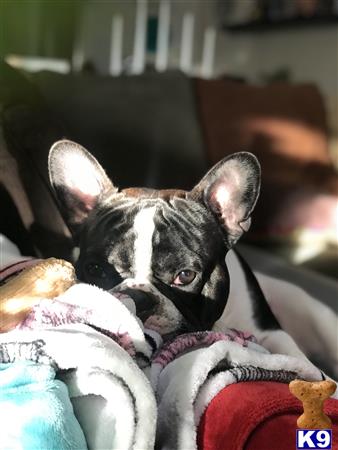 a french bulldog dog lying on a blanket