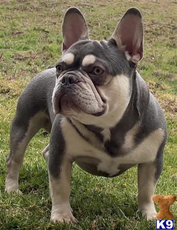 a french bulldog dog with its mouth open