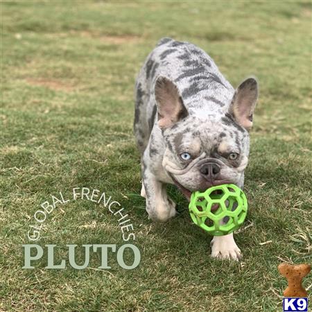 a french bulldog dog holding a tennis ball