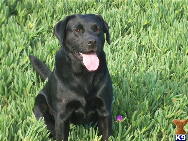 a black labrador retriever dog sitting in the grass