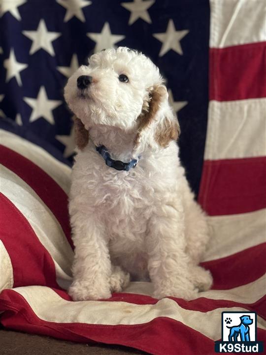 a goldendoodles dog sitting in front of a flag