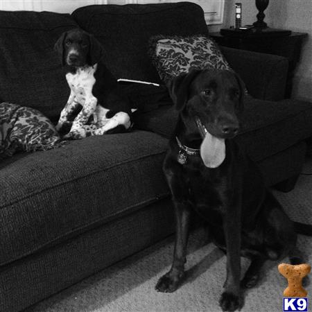 a labrador retriever dog holding a toy in its mouth next to a labrador retriever dog