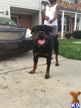 a rottweiler dog standing on a driveway