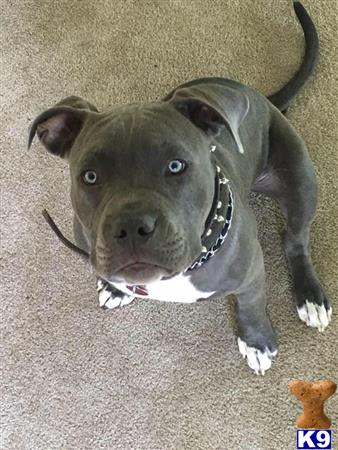 a american pit bull dog lying on the ground