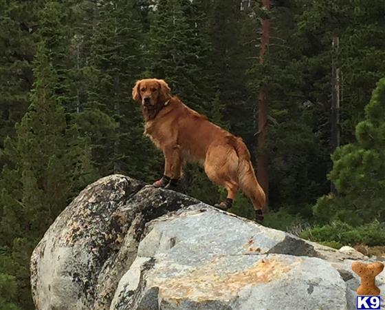 a golden retriever dog standing on a rock