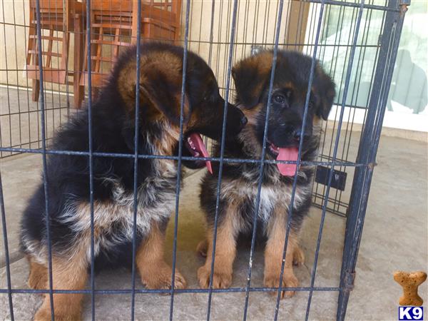 a couple of german shepherd dogs in a cage