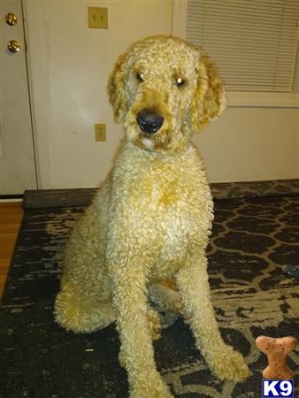 a goldendoodles dog sitting on a rug