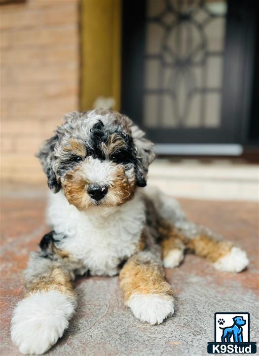 a bernedoodle dog lying on the ground
