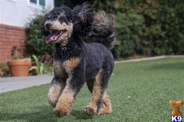 a poodle dog running on grass