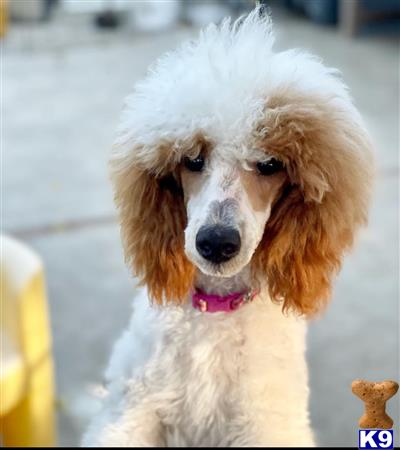 a poodle dog with a wig