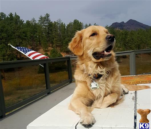 a golden retriever dog sitting on a deck