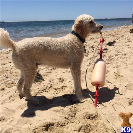 a goldendoodles dog on a beach