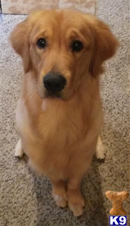 a golden retriever dog sitting on the floor