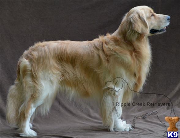 a golden retriever dog sitting on a couch