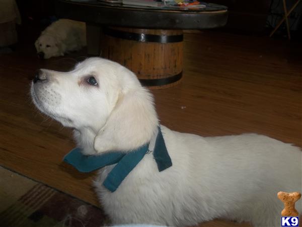 a golden retriever dog wearing a blue collar