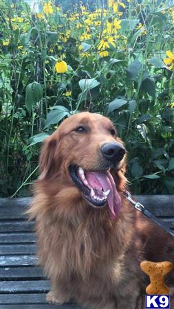 a golden retriever dog sitting on a bench