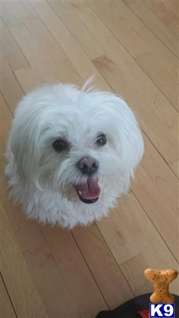 a white maltese dog with its tongue out