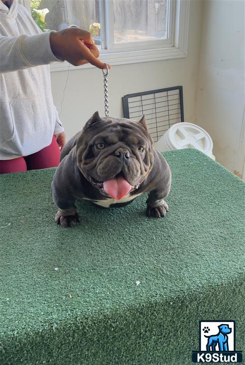 a american bully dog on a leash