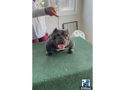 a american bully dog on a leash