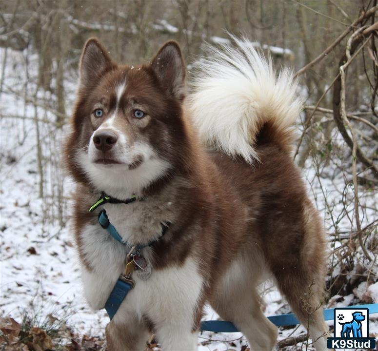 a siberian husky dog with a wig on