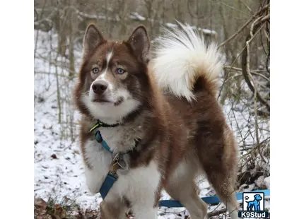 a siberian husky dog with a wig on