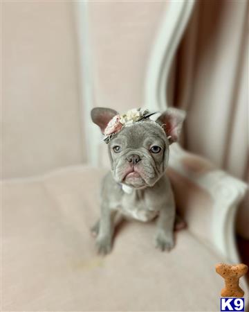 a french bulldog dog wearing a tiara