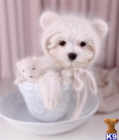 a white maltese dog in a bowl