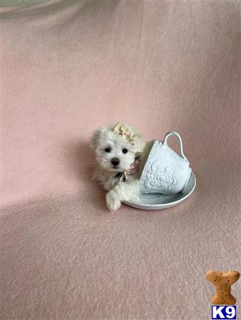 a maltese dog in a cup