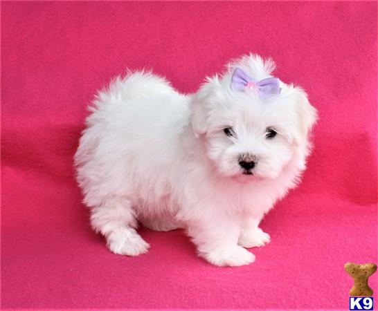 a white maltese puppy with a bow on its head