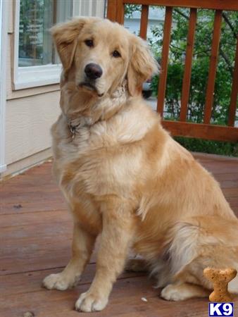 a golden retriever dog sitting on a wood floor