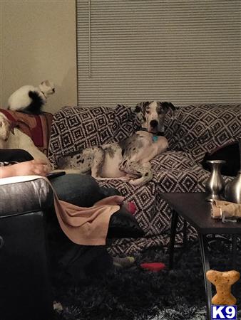 a great dane dog sitting on a couch