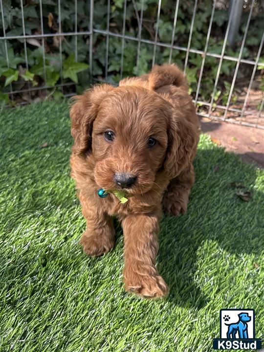 a goldendoodles puppy standing on grass