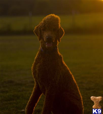 a poodle dog standing on grass