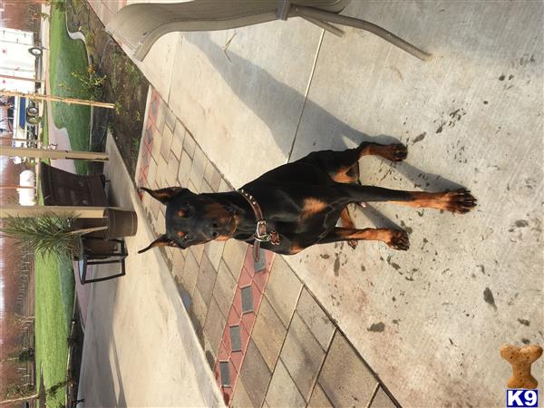 a doberman pinscher dog standing on a sidewalk