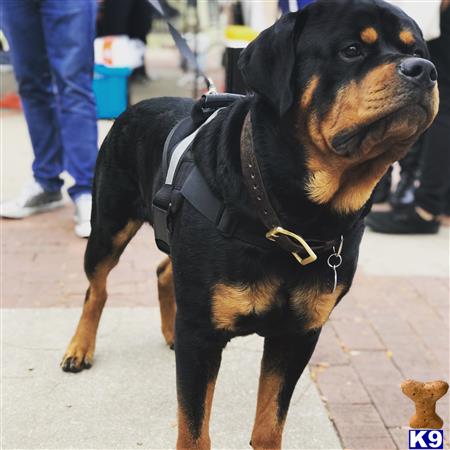 a rottweiler dog wearing a harness