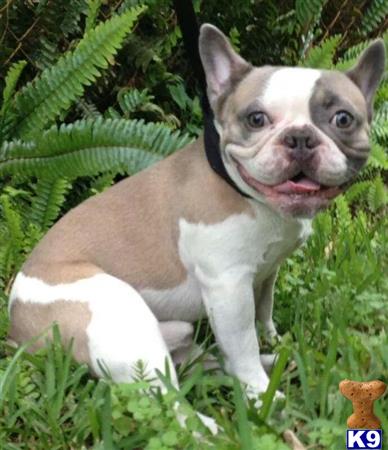 a french bulldog dog sitting in the grass