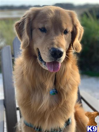 a golden retriever dog with its tongue out