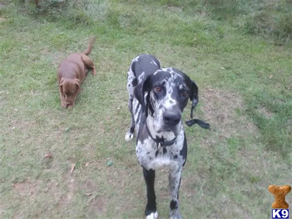 a great dane dog and a great dane dog in a field