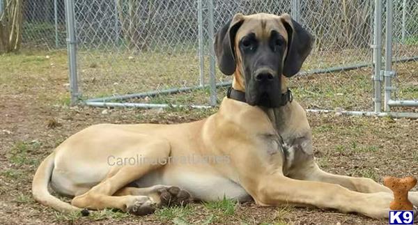 a great dane dog lying on the ground